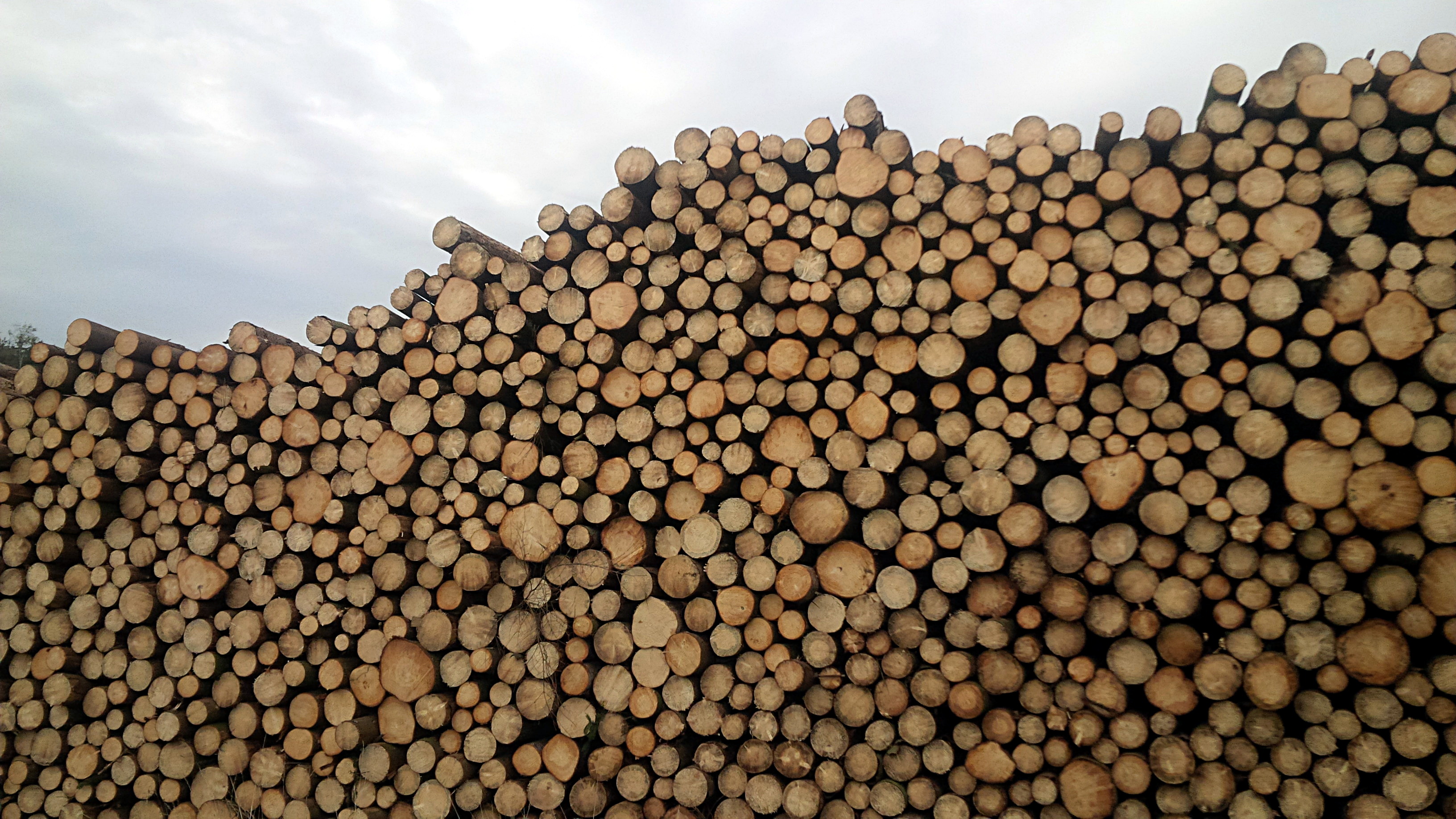 Holzpolter in der Lausitz